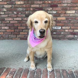 Meet your Posher, Nora